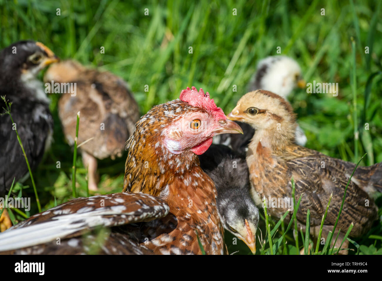 Henne und flügge der Rasse Stoapiperl/Steinhendl, einer vom Aussterben bedrohten Rasse Huhn aus Österreich und genießen Sie einen sonnigen Tag auf der Wiese Stockfoto
