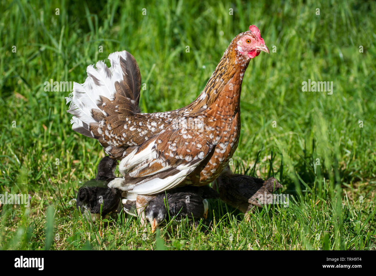 Henne und flügge der Rasse Stoapiperl/Steinhendl, einer vom Aussterben bedrohten Rasse Huhn aus Österreich und genießen Sie einen sonnigen Tag auf der Wiese Stockfoto