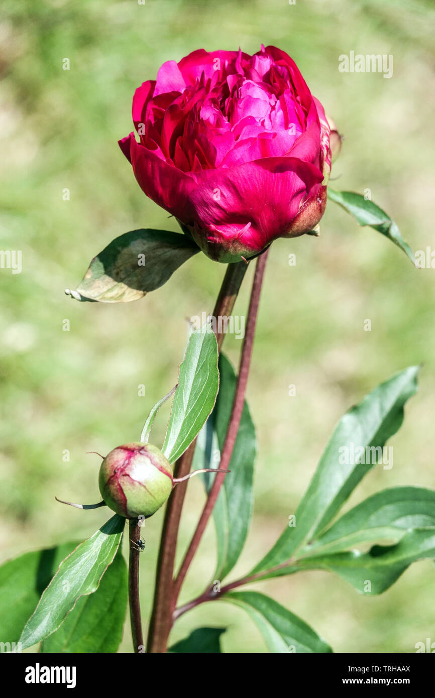 Pfingstrosen Knospe, Blüte öffnen Stockfoto