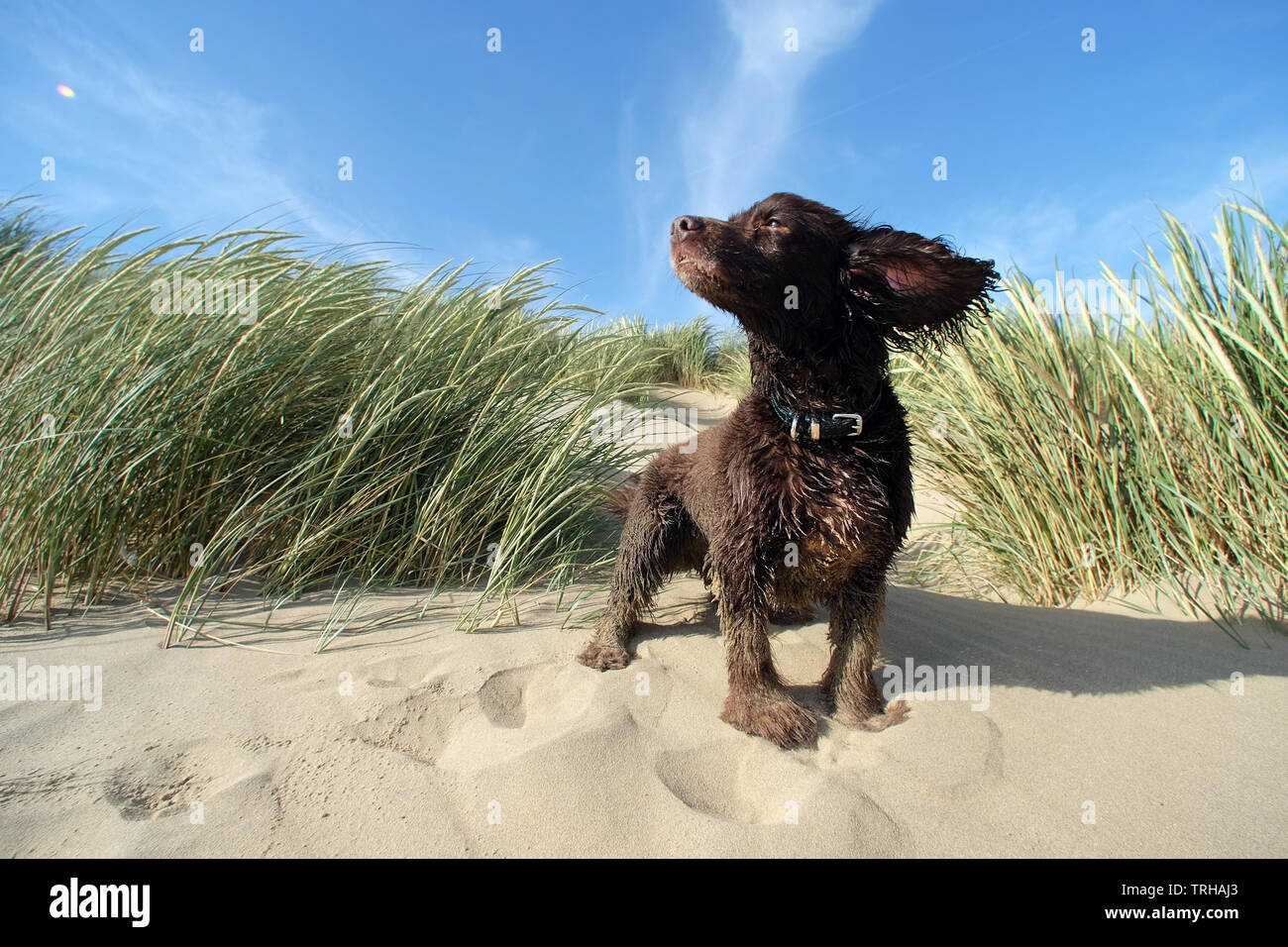 Cocker Spaniel in Sanddünen in Camber Sands, East Sussex, Großbritannien Stockfoto