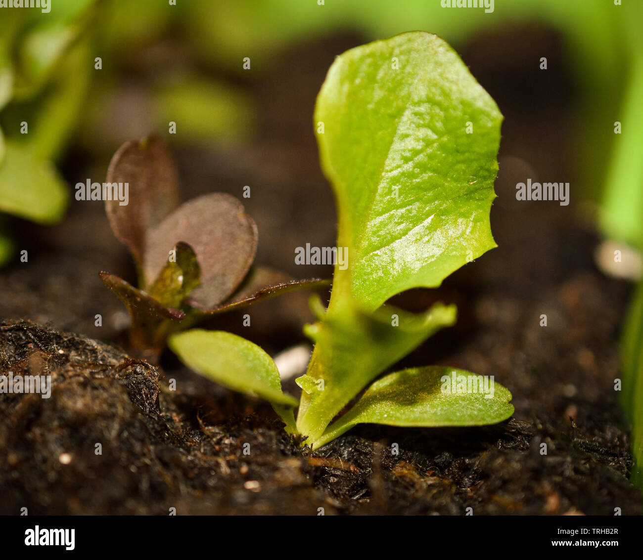 Kleine grüne genießbare Kopfsalat Sämling wächst in Kompost Stockfoto