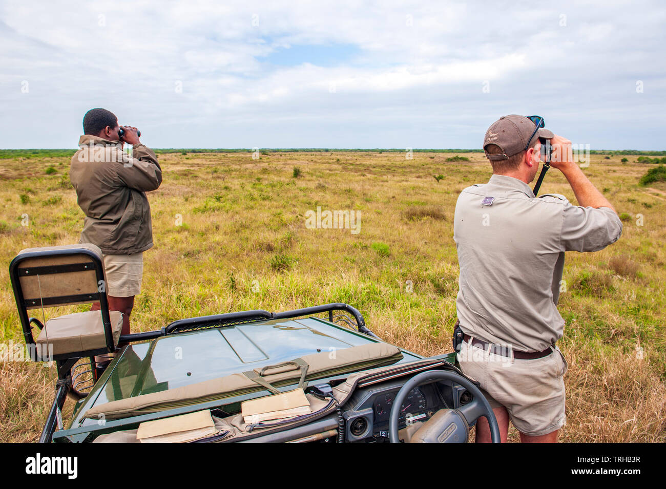Ein Tracker und Guide auf der Suche nach Big Game im Phinda Private Game Reserve andBeyond besessen, ein Naturschutzgebiet, Südafrika Stockfoto