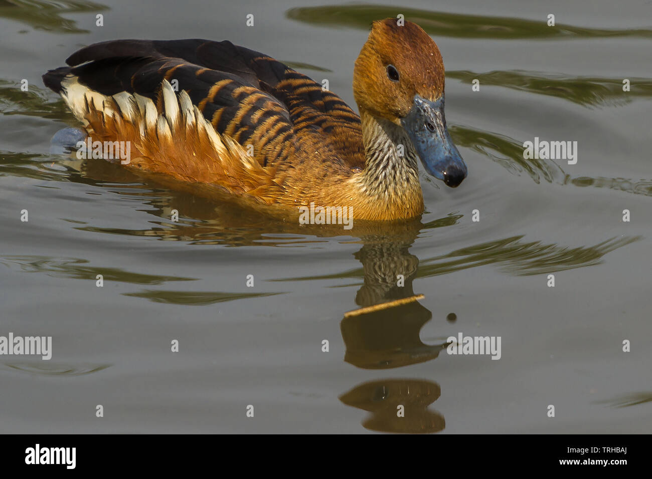 Fulvous Pfeifen Ente in Slimbridge Stockfoto