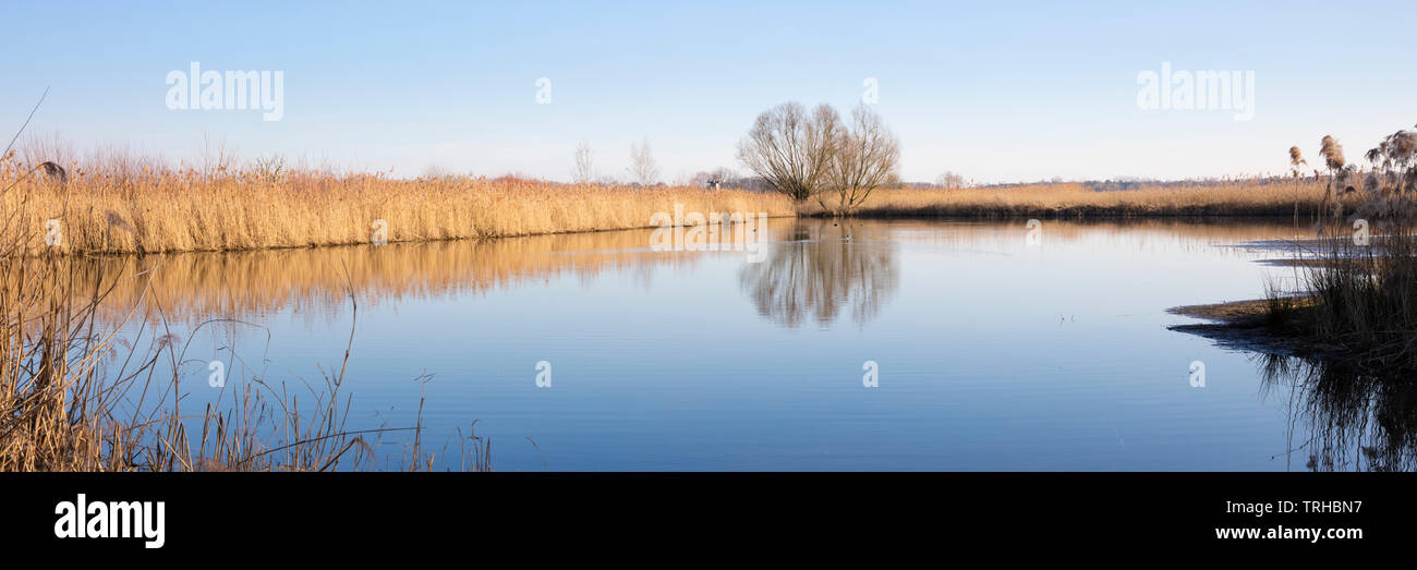 Baum am See des Abwasser Felder, Münster, Münsterland, NRW, Deutschland, Europa Stockfoto