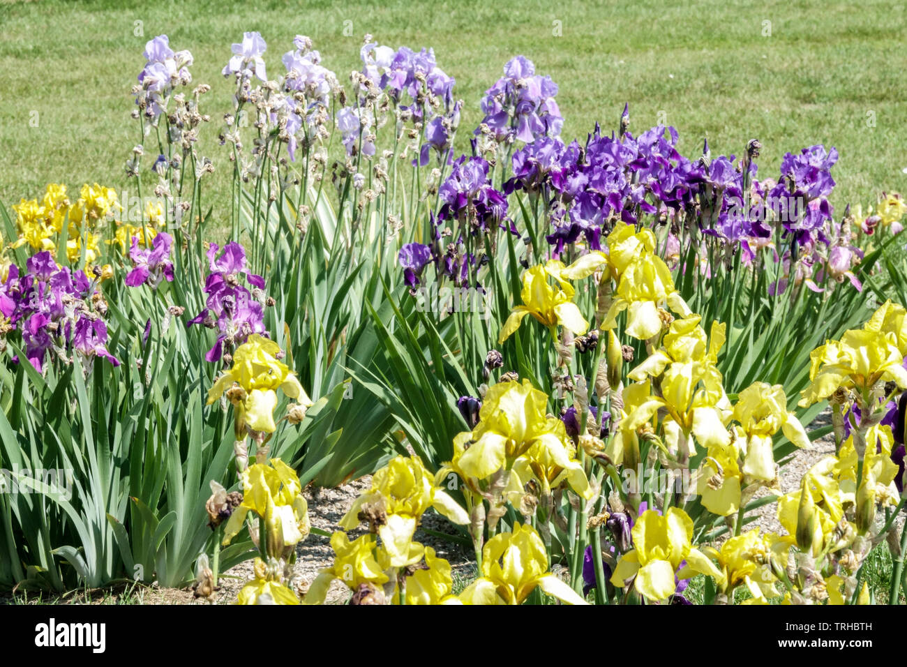 Iris Zwiebeln Winterhart - 3 Stück Mehrjährige Blumen