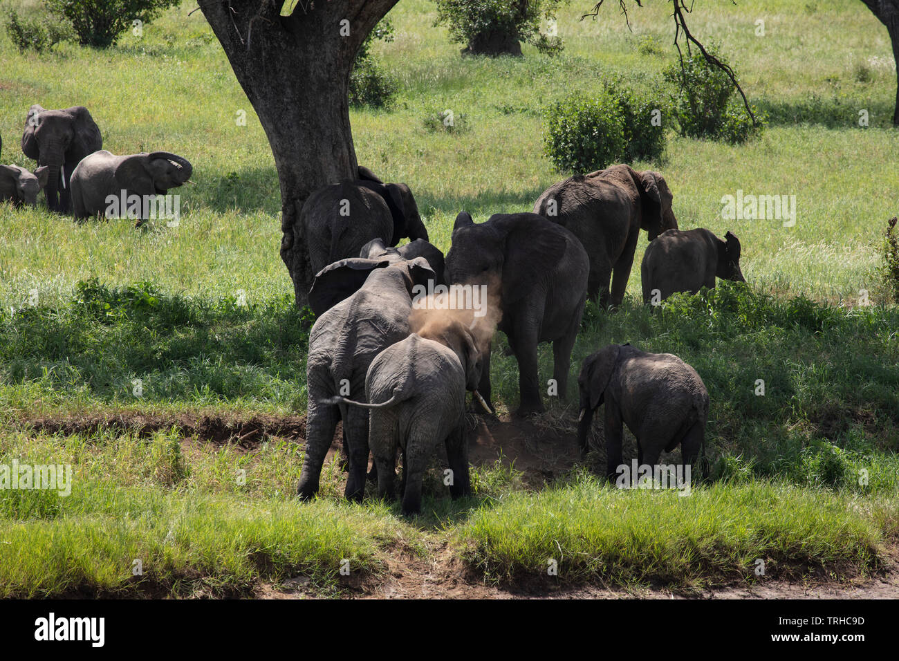 Afrikanische Elefanten (Loxondonta Africana), Staub baden, Tarangire NP, Tanzania, E. in Afrika, durch Dembinsky Foto Assoc Stockfoto