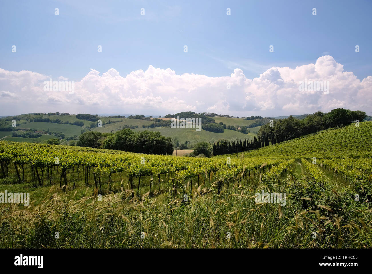 Weinbau in den Parco Naturale Monte San Bartolo entlang der Straße SP 44, Panoramica Adriatica in der Provinz Marken, Italien. Stockfoto