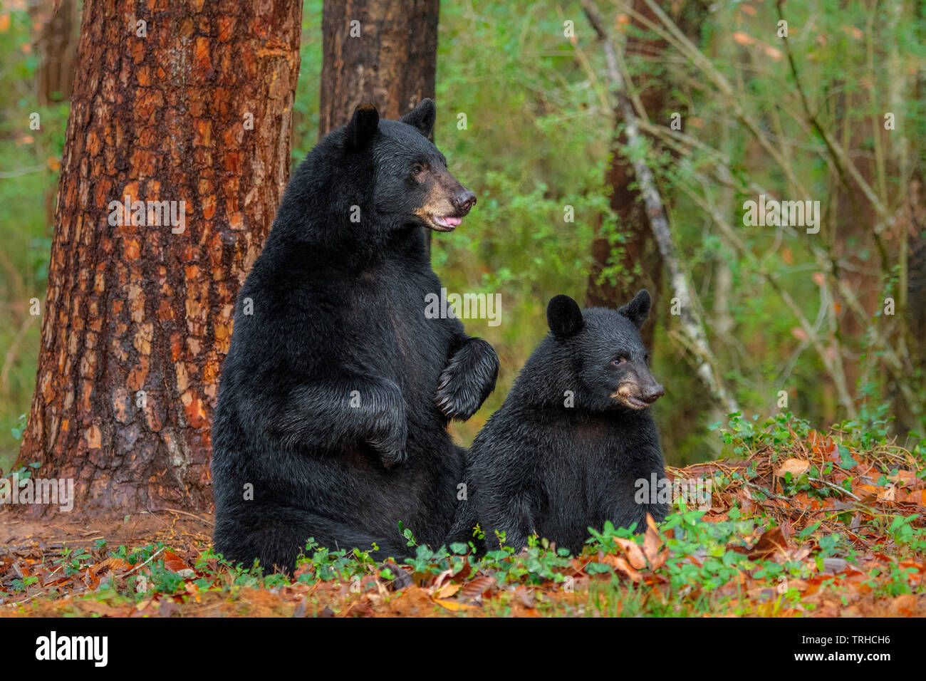 Paar amerikanischen Schwarzbären (Ursus americanus), Wald, östlichen Vereinigten Staaten, von Bill Lea/Dembinsky Foto Assoc Stockfoto