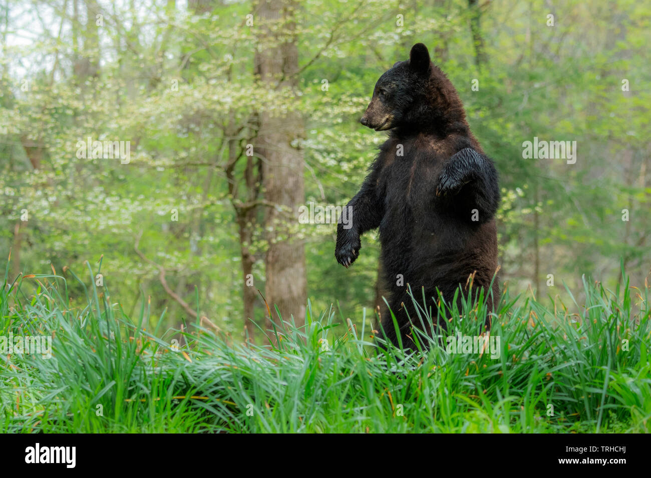 Amerikanischer Schwarzbär (Ursus americanus), Wald, östlichen Vereinigten Staaten, von Bill Lea/Dembinsky Foto Assoc Stockfoto