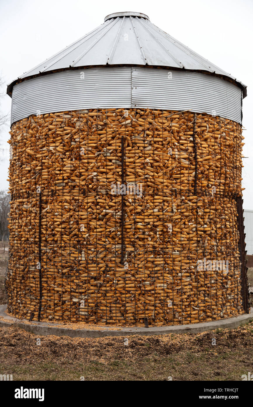Feld Mais in der Krippe, Amish Farm, Indiana gespeichert, von James D Coppinger/Dembinsky Foto Assoc Stockfoto