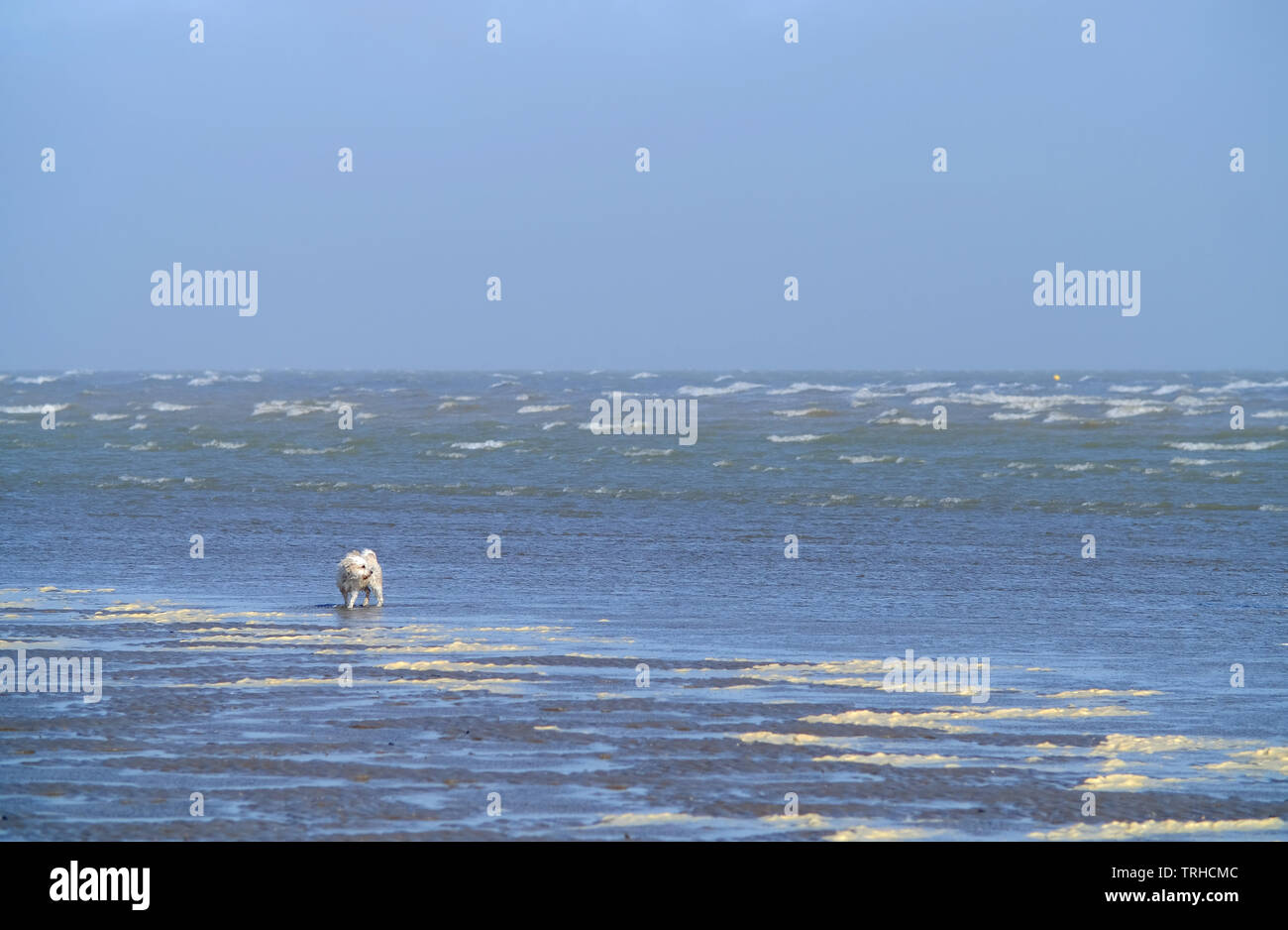 Wandern ein Hund an einem windigen Strand, Sturz, East Sussex, Großbritannien Stockfoto