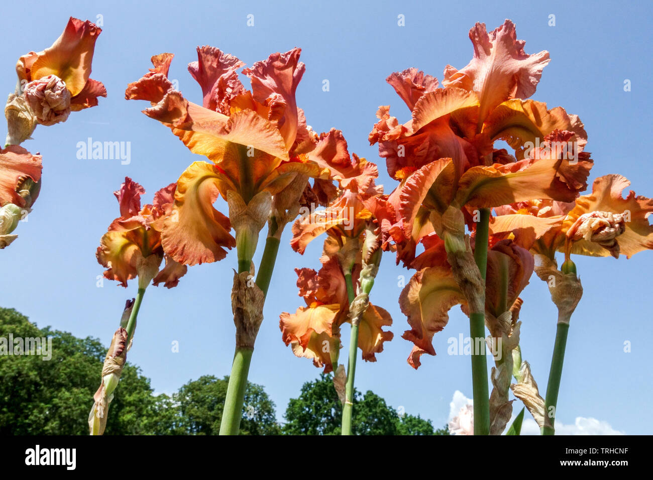 Orange Irises 'Fireside Glow' blüht am Himmel Stockfoto