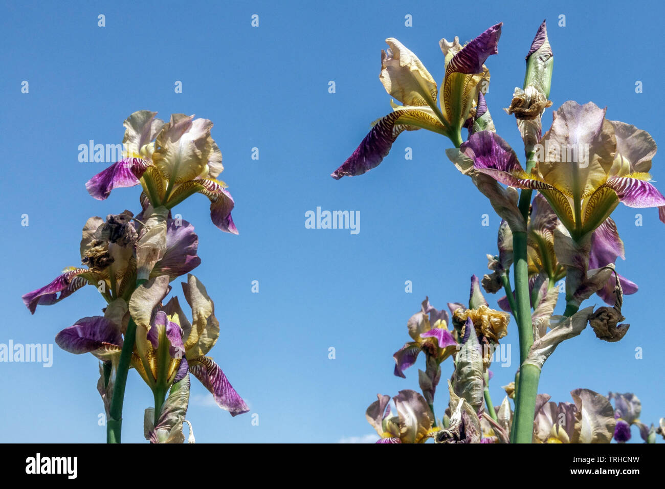 Bunte Blumen mit blauem Himmel, Iris Stockfoto