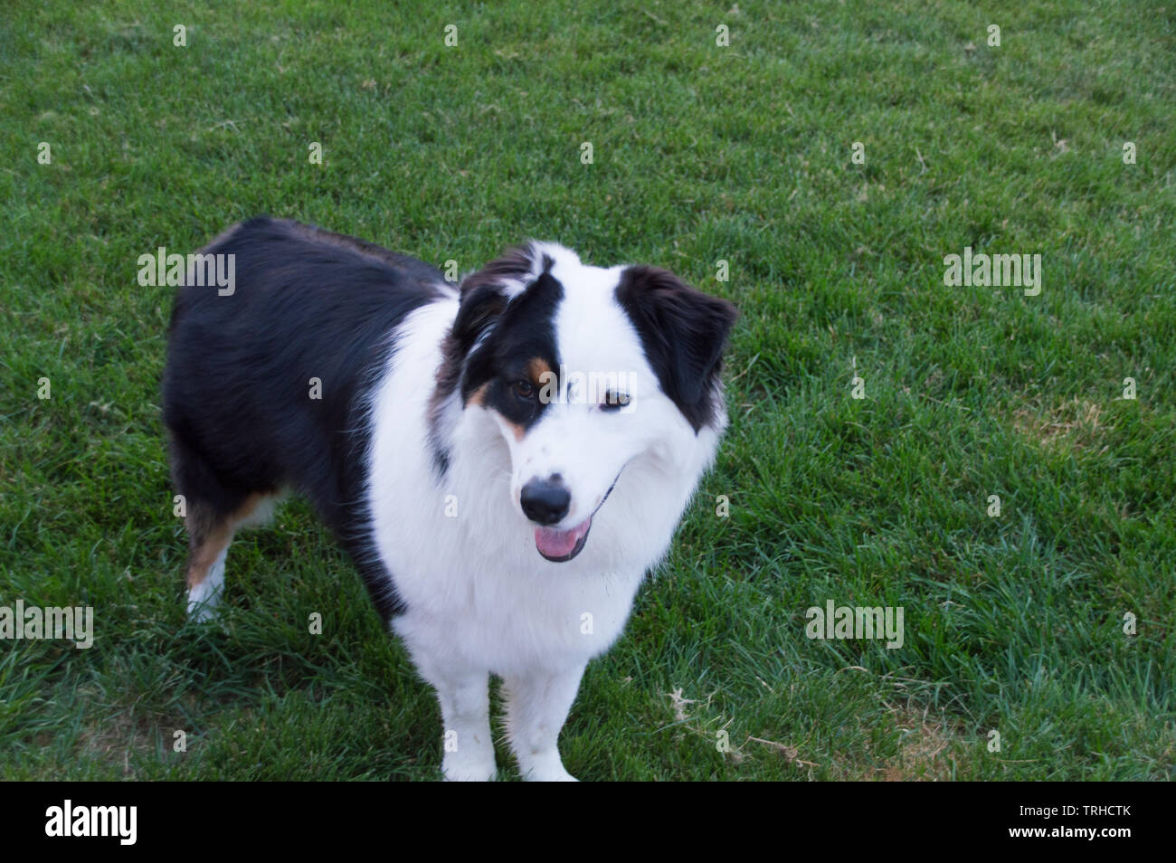 Ein gutes Standard Aussie Stockfoto