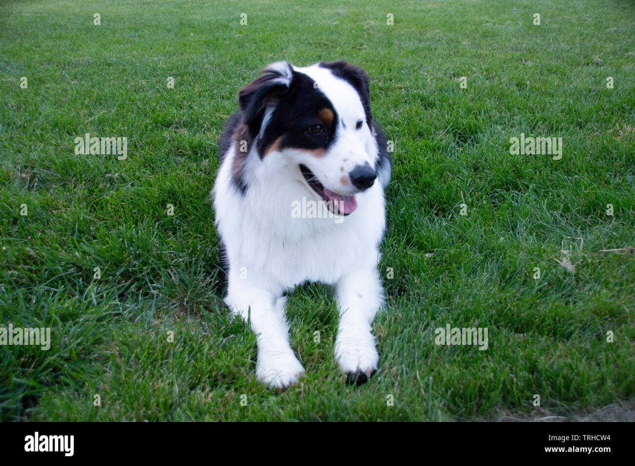 Australian Shepard stellt für Fotoshooting Stockfoto
