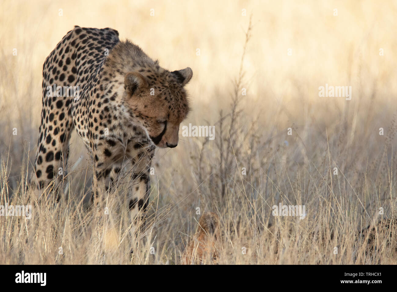 Gepard (Acinonyx jubatus), Samburu National Reserve, Kenia, E. in Afrika, durch Gitau Kabue/Dembinsky Foto Assoc Stockfoto