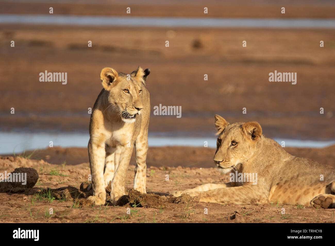 Afrikanische Löwen, ruht auf der Pritsche des Ewaso Nyiro Flusses, Trockenzeit, Samburu National Reserve, Kenia, E. in Afrika, durch Gitau Kabue/Dembinsky Foto Assoc Stockfoto
