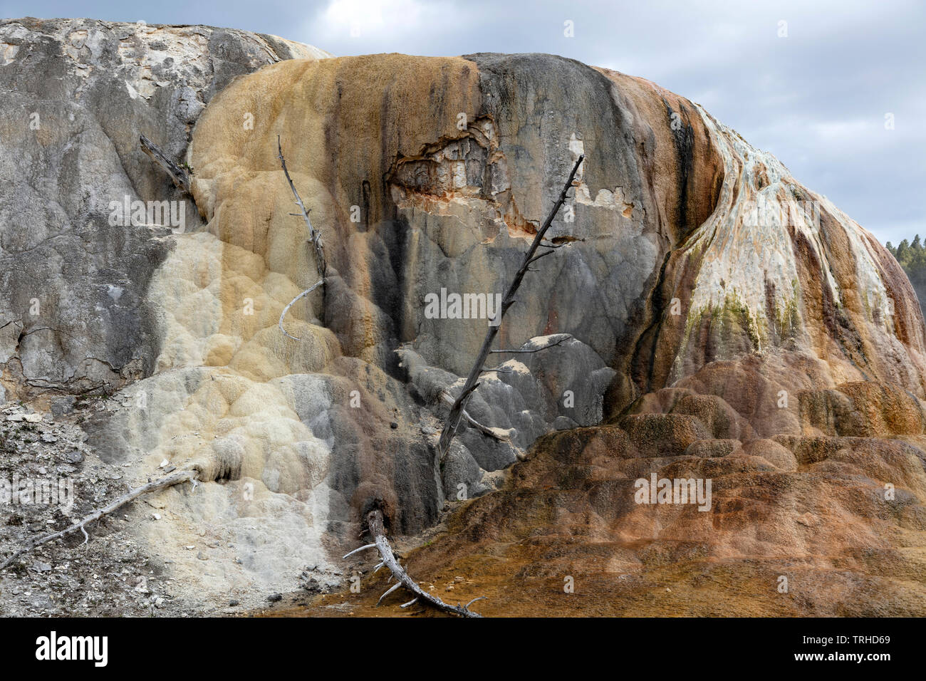 Thermische Eigenschaften, Mammoth Hot Springs, Yellowstone National Park, Montana, USA, von James D Coppinger/Dembinsky Foto Assoc Stockfoto