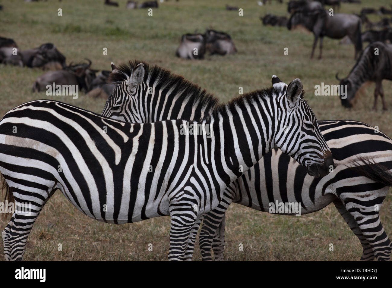 Plains oder gemeinsamen Zebras (Equus quagga), Ngoronogoro Krater Nationalpark, Tansania, Afrika, durch Dembinsky Foto Assoc Stockfoto