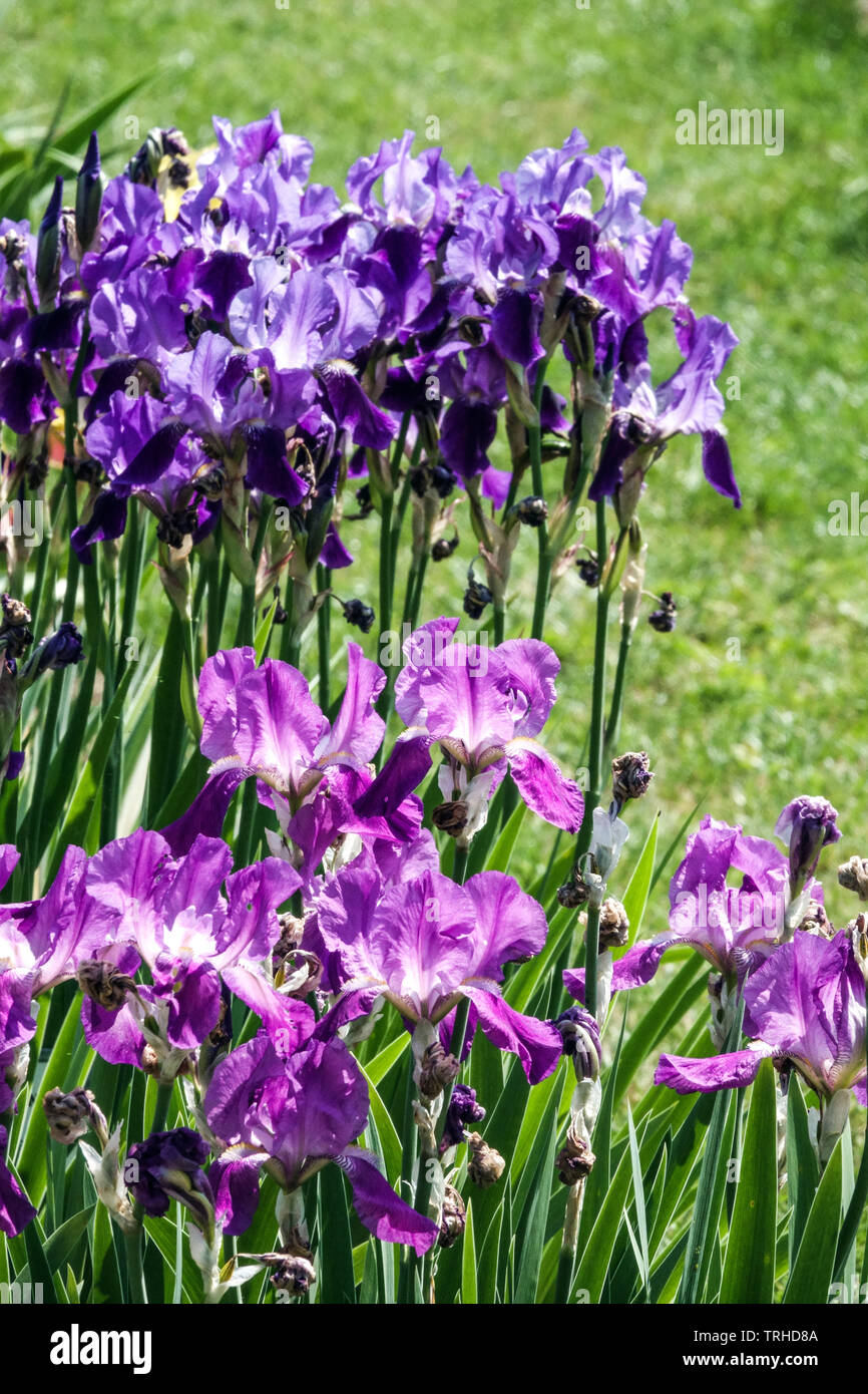 Mehrjährige Gartenblumen, bunte Irises lila blau Stockfoto