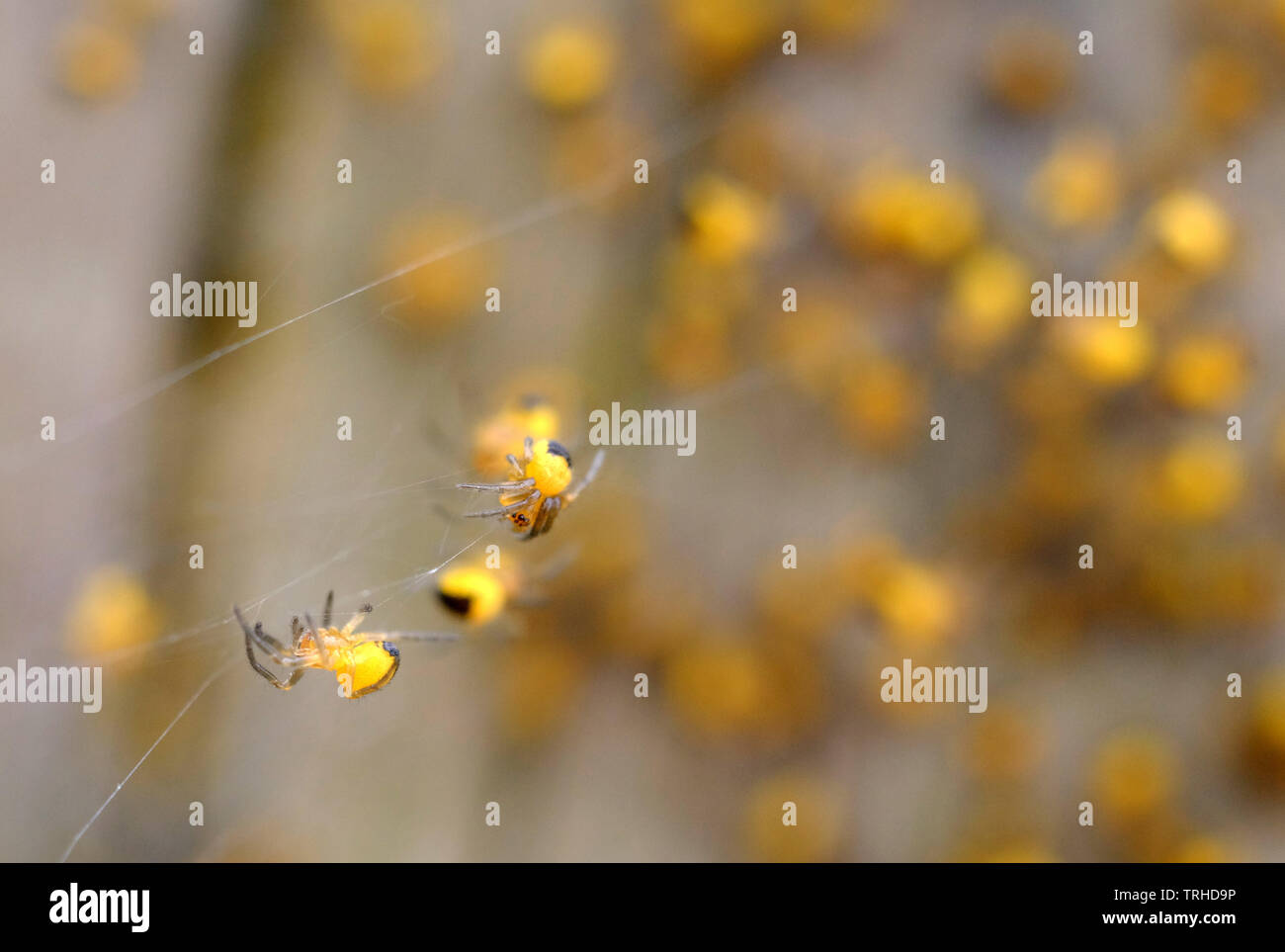 Baby Garten spinnen, Araneus diadematus oder Kreuz orbweaver. Stockfoto