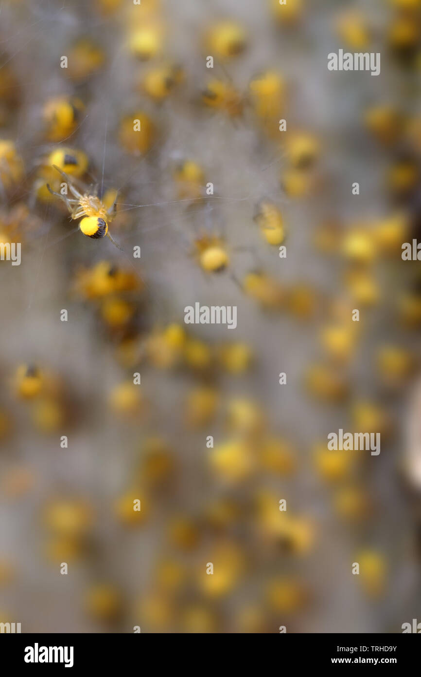 Baby Garten spinnen, Araneus diadematus oder Kreuz orbweaver. Stockfoto