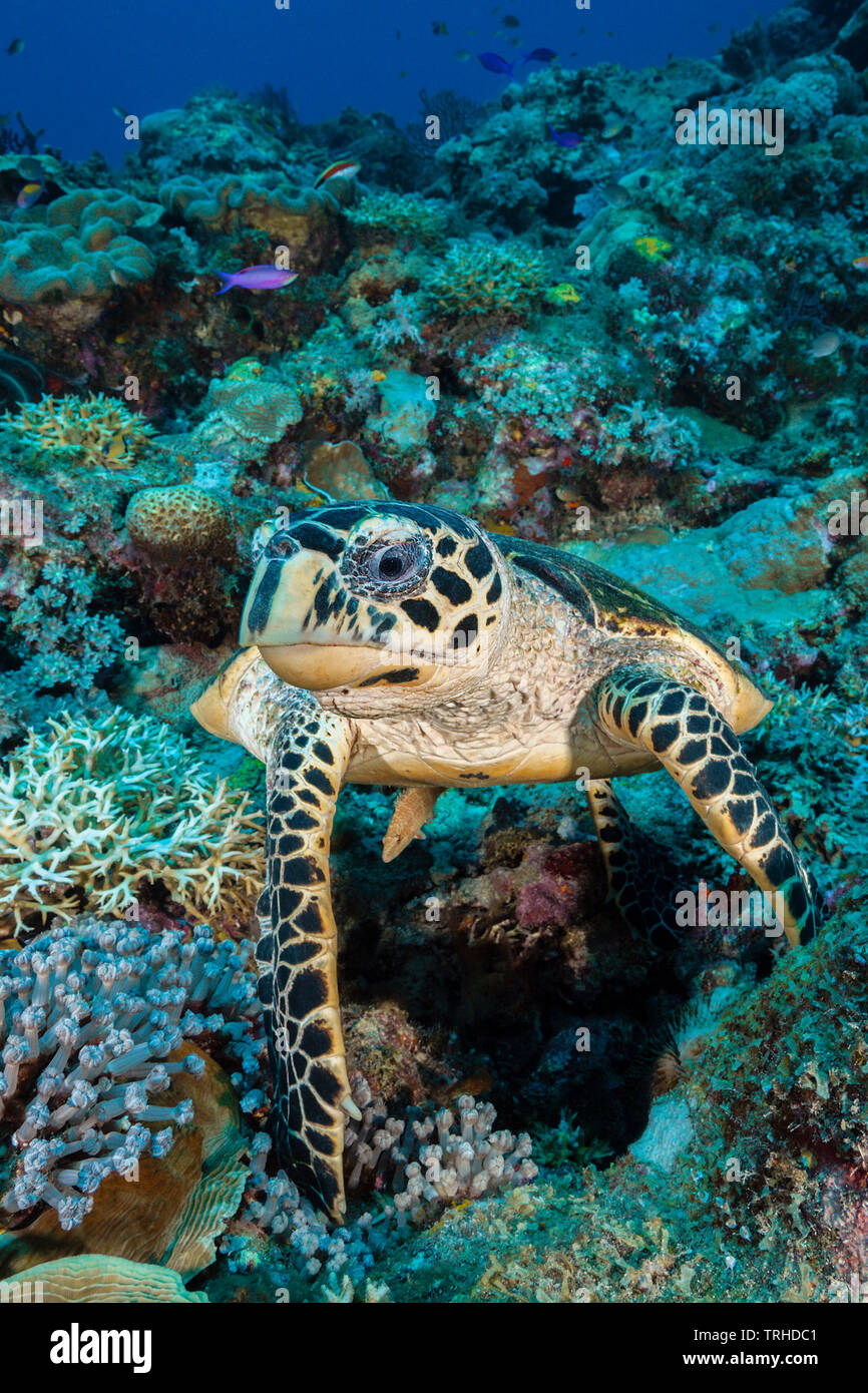 Hawksbill Sea Turtle, Eretmochelys imbricata, Tufi, Solomon Sea, Papua-Neuguinea Stockfoto