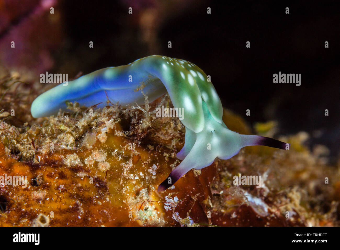 Sapsucking Sea Slug, Plakobranchus sp., Tufi, Solomon Sea, Papua-Neuguinea Stockfoto