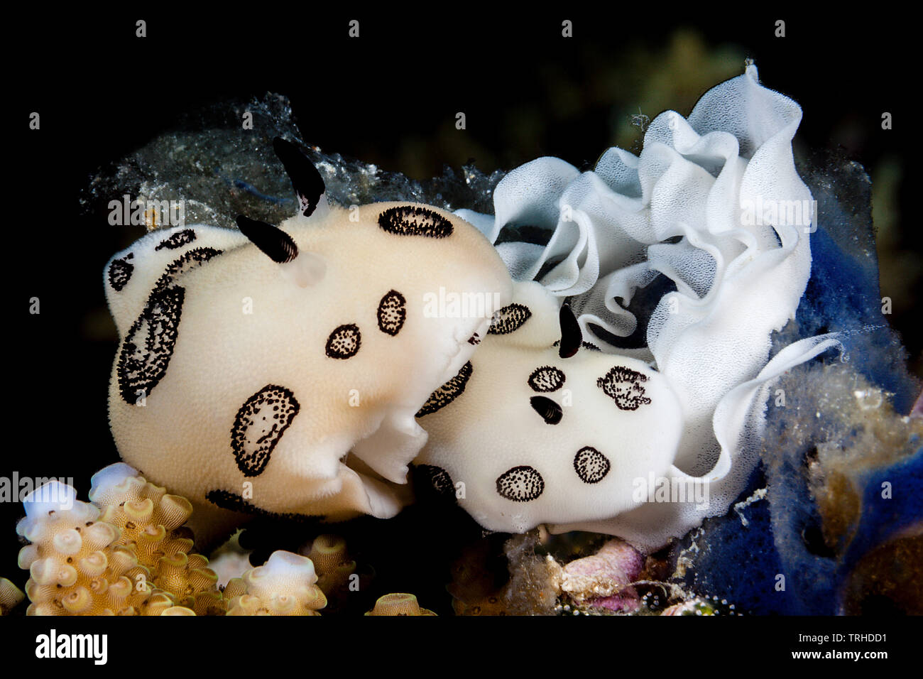 Paar gepunktete Nacktschnecke laichen, Chromodoris Coi, Tufi, Solomon Sea, Papua-Neuguinea Stockfoto