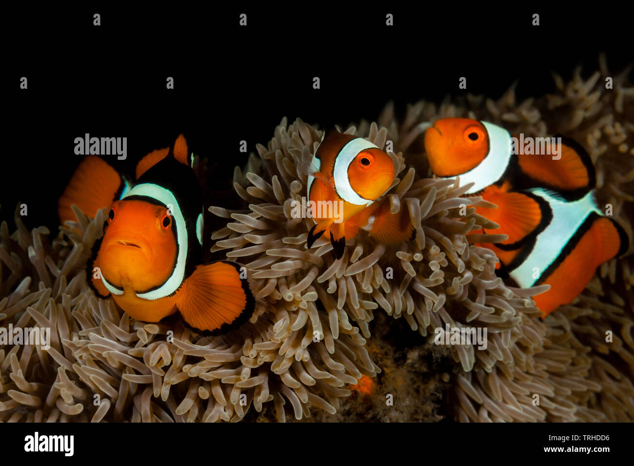 Clown Anemonenfischen Amphiprion percula, Familie, Tufi, Solomon Sea, Papua-Neuguinea Stockfoto