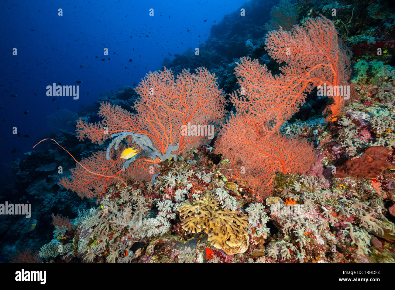 Artenreiches Korallenriff, Tufi, Solomon Sea, Papua-Neuguinea Stockfoto
