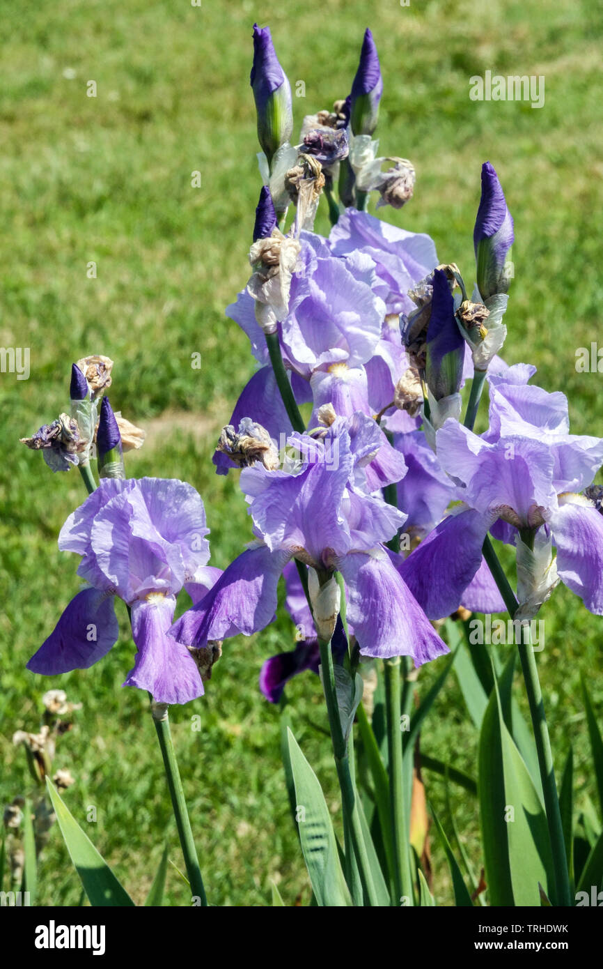 Iris pallida Sweet Iris Perennial blau irises Dalmatinische Iris Stockfoto
