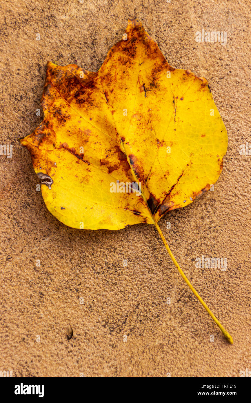 Einen goldenen und orange Blatt von einem Tulip poplar Tree liegt auf einer strukturierten Oberfläche im Herbst. Stockfoto