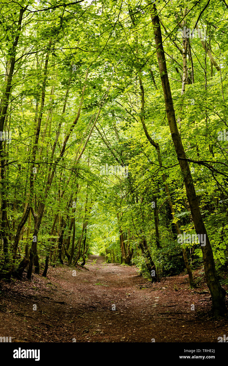 Ein Weg durch den Wald im Schatten von hohen Bäumen im Frühsommer Stockfoto