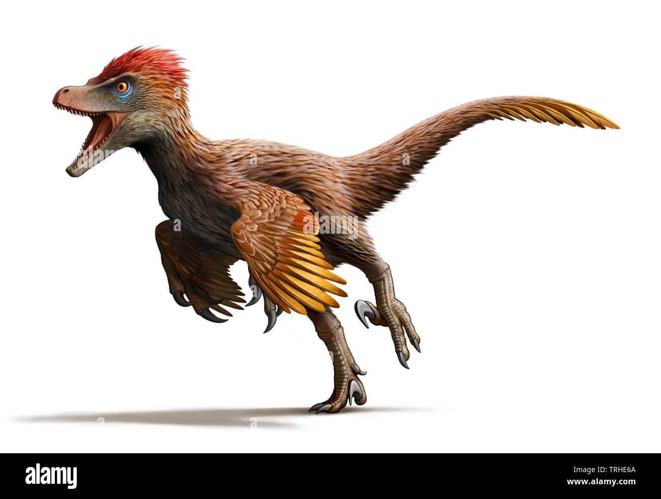 Velociraptor illustrationen tiere dinosaurier Fotos und Bildmaterial