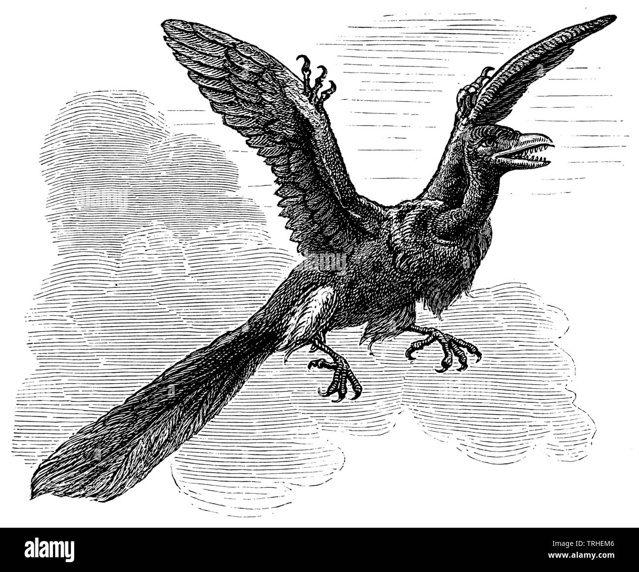 Archaeopteryx, Wiederaufbau Versuch,, anonym (evolution Geschichte Buch, 1890). Stockfoto