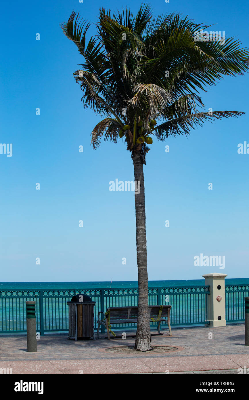 Palme auf der Florida Küste Stockfoto