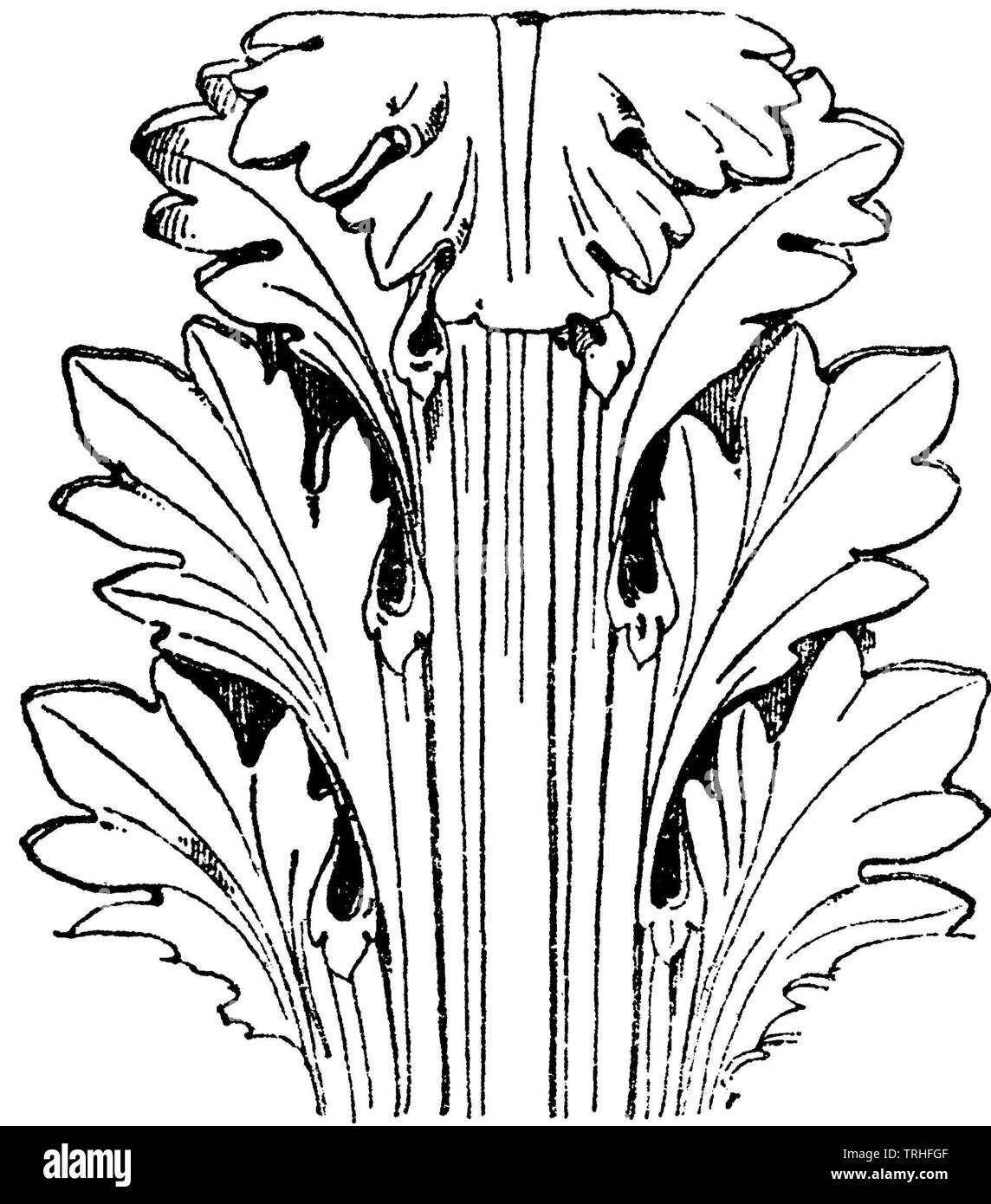 Blatt: akanthus Akanthus Blatt von einem römischen Hauptstadt. (Raguenet), ML (Pattern book,) Stockfoto