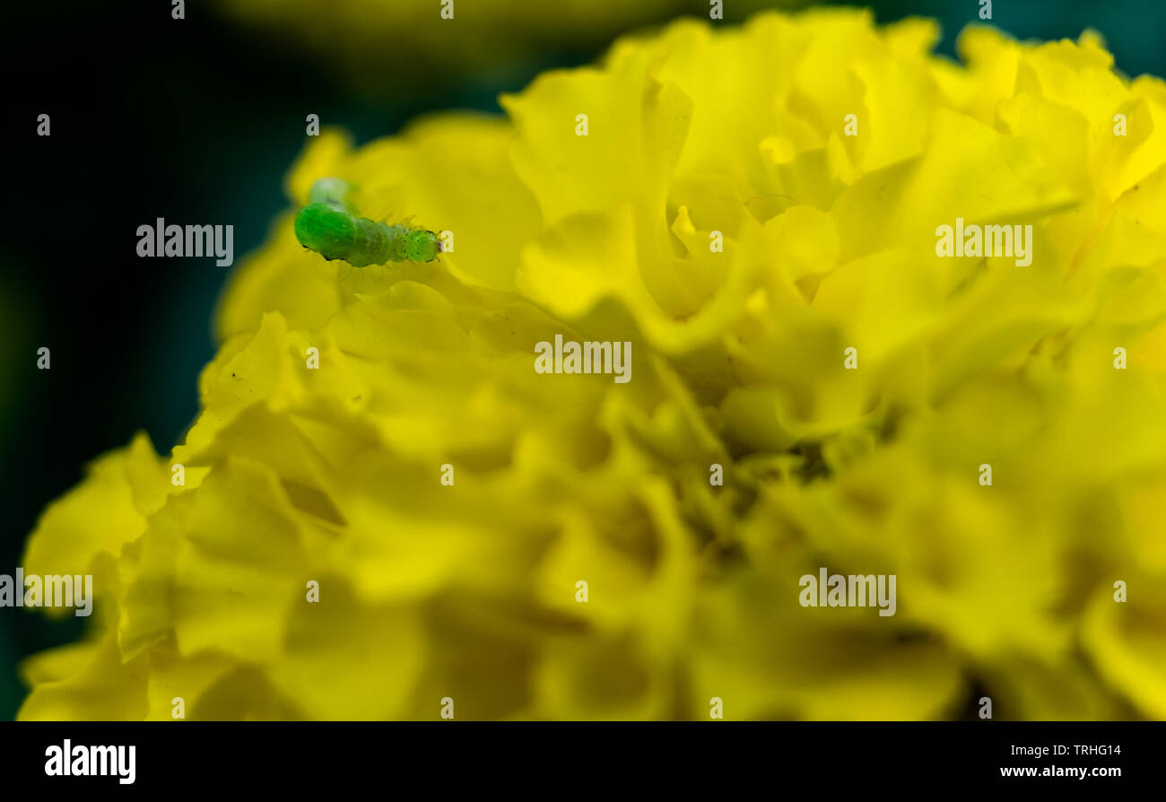 Kleine grüne Wurm und Leiter der Blüte Gelb, Marigold Stockfoto