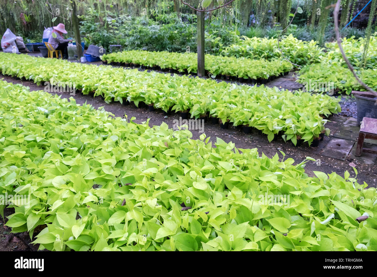 Epipremnum aureum, Teufel Efeu, Golden Pothos, Jger Robe zu pflegen,  Garten Stockfotografie - Alamy