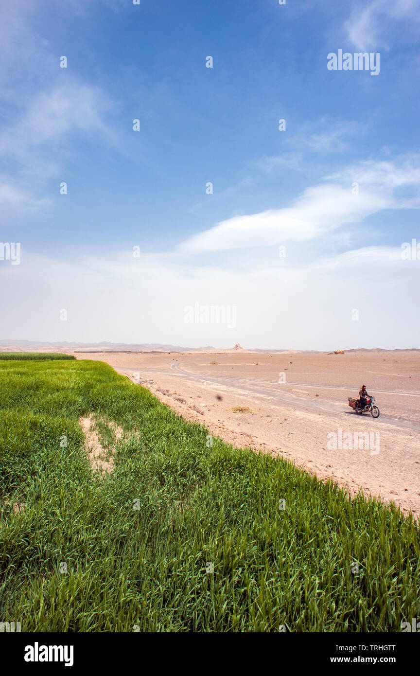 Weizenfelder am Rande der Altstadt von Naein, eine antike Stadt in der Wüste im Iran. Stockfoto