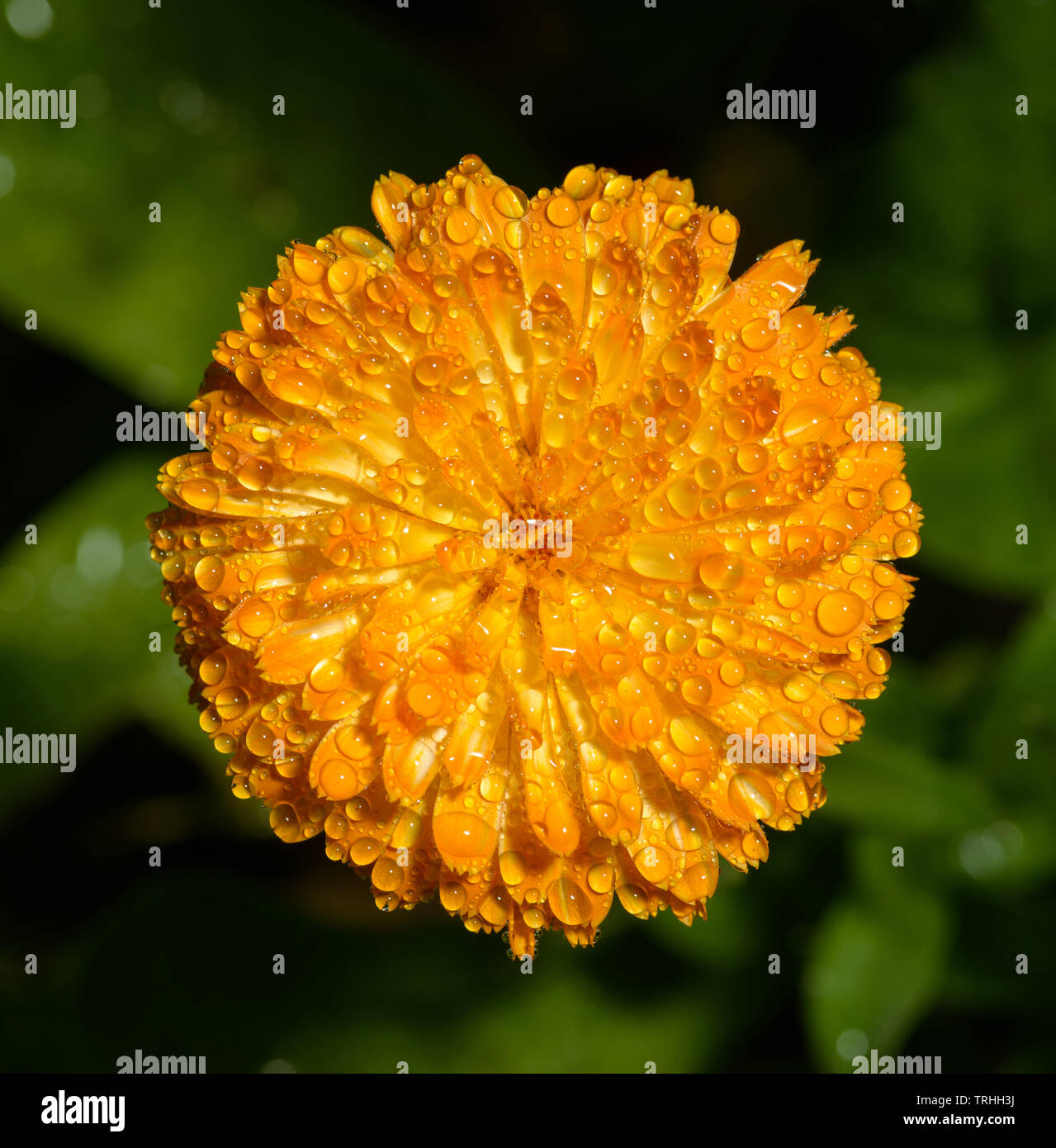 Orange Blume des Englischen Ringelblume am Regen. Selektiver Fokus mit geringer Tiefenschärfe. Stockfoto