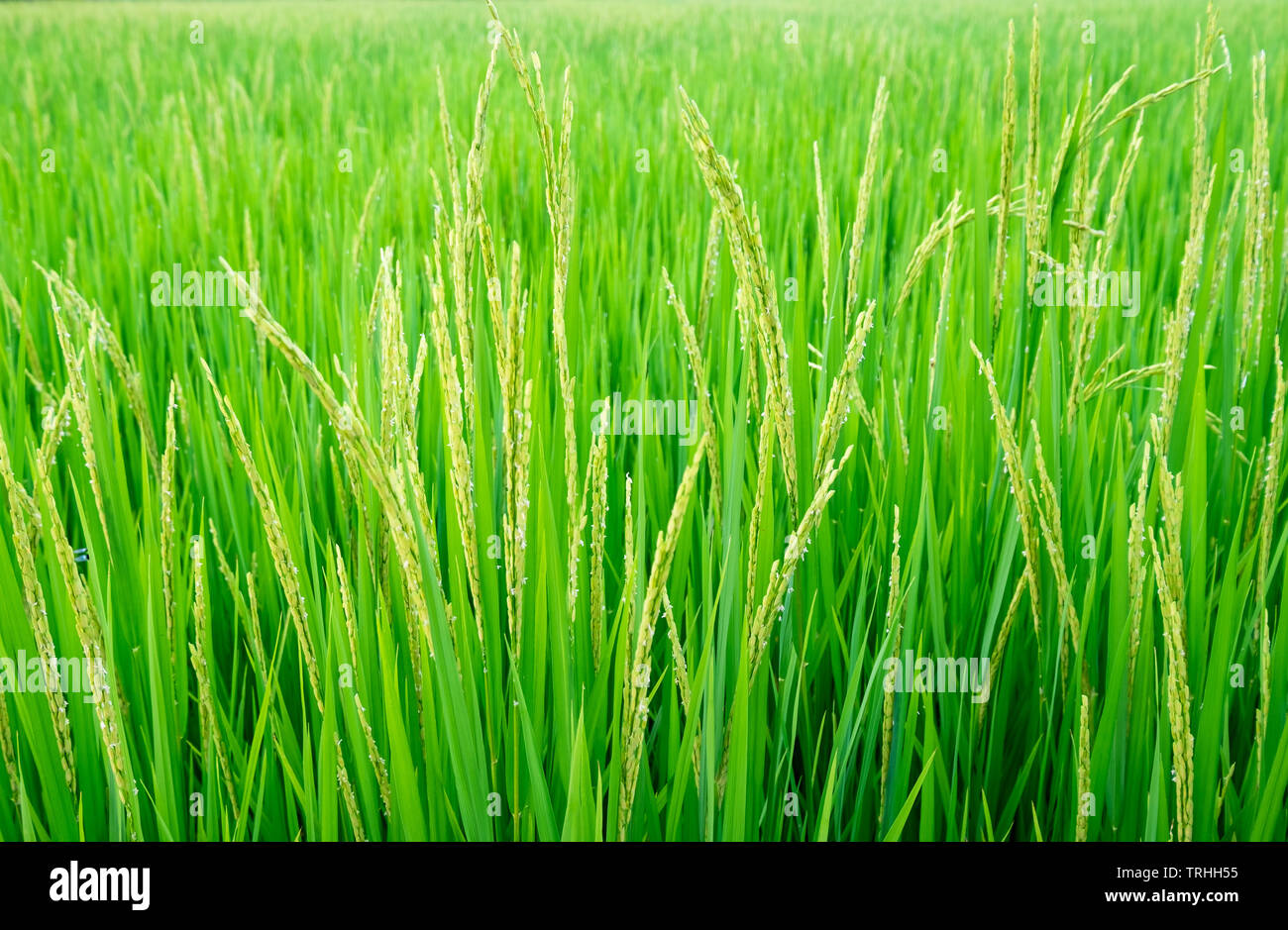 Ohr des Reises grün muster Nahaufnahme Stockfoto