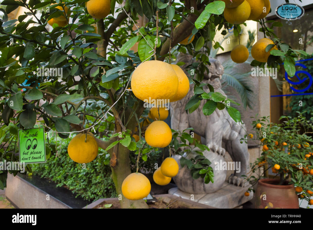 Hanoi, Vietnam - April 8, 2019: Citrus Baum mit Früchten und mit einer Girlande geschmückt, wächst in den Store Stockfoto