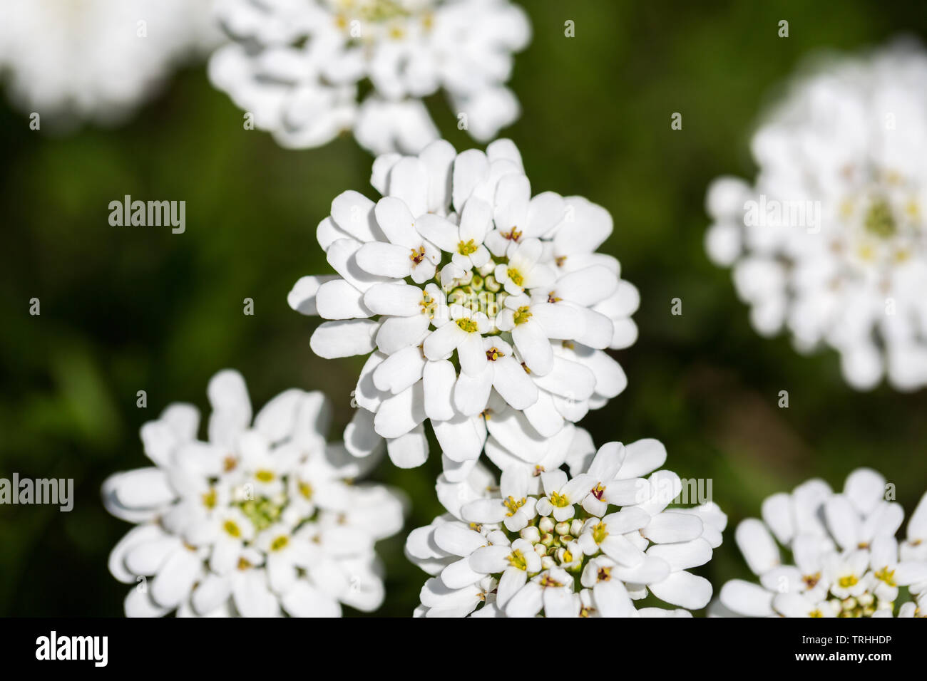 Nahaufnahme/Makro der blühenden immergrünen Candytuft Blume (auch bekannt als mehrjährige candytuft; lateinischer Name: Iberis sempervirens). Stockfoto