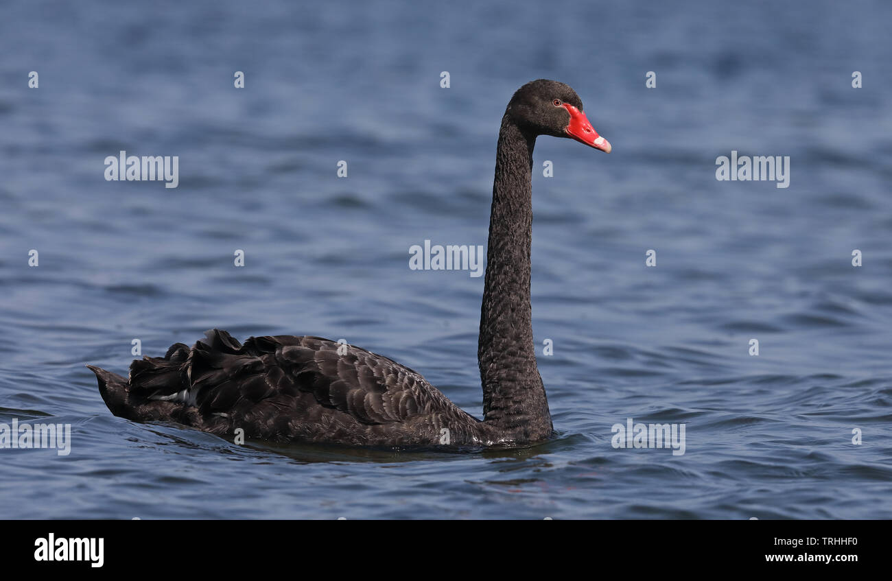 Schwarzer Schwan (Cygnus atratus) schwimmt im blauen Wasser Stockfoto