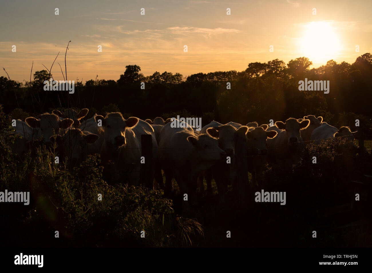 Charolais-kühe in einer Reihe auf einer Wiese in Burgund, Frankreich bei Sonnenuntergang Stockfoto