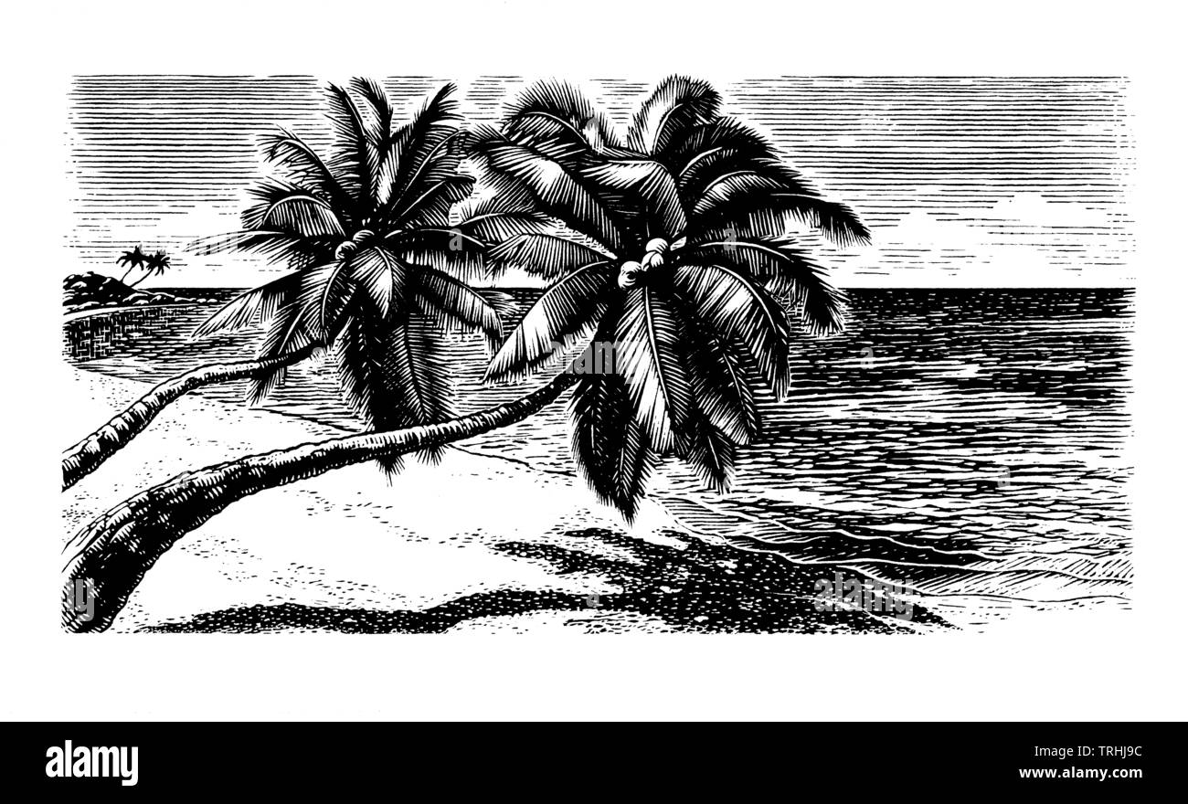 Palmen lehnte sich auf Strand Stockfoto