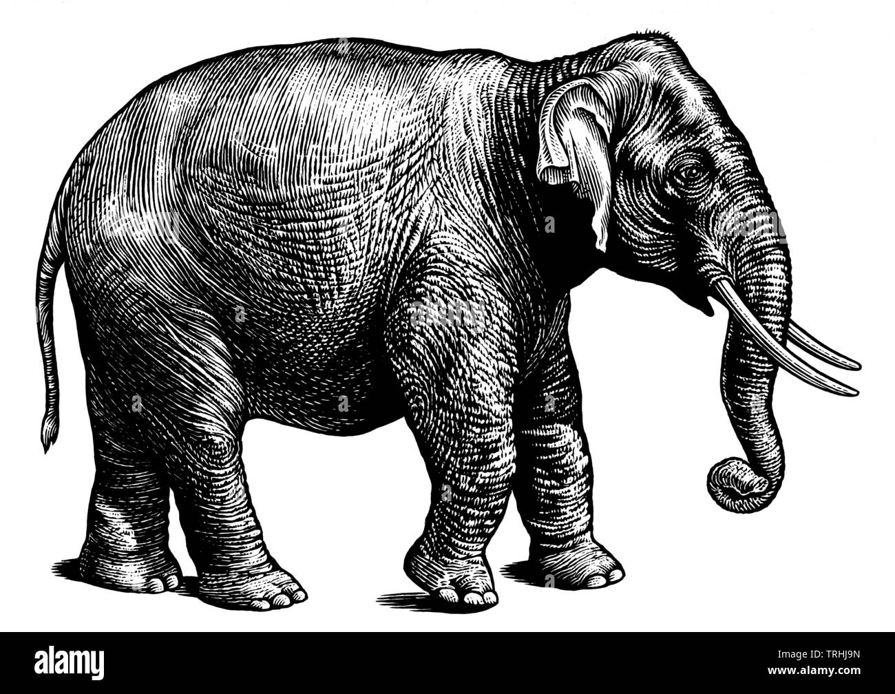 Elefant auf weißem Hintergrund Stockfoto