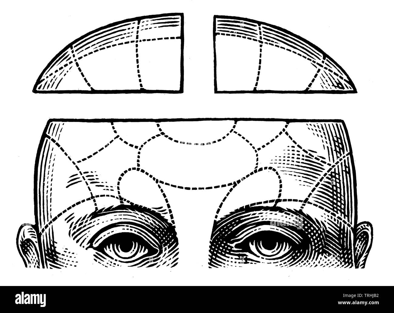 Anatomische Zeichnung des menschlichen Kopfes Stockfoto